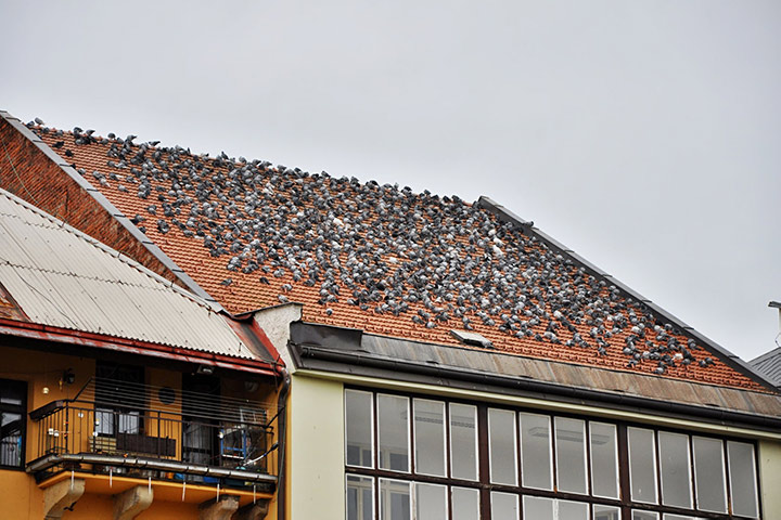 A2B Pest Control are able to install spikes to deter birds from roofs in Lancing. 