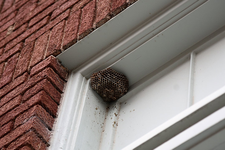 We provide a wasp nest removal service for domestic and commercial properties in Lancing.